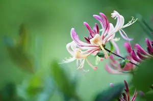 Honeysuckle: Honeysuckle