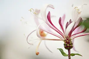 Honeysuckle: Honeysuckle