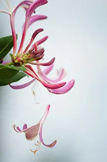 Honeysuckle: Honeysuckle