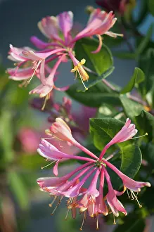 Honeysuckle: Honeysuckle