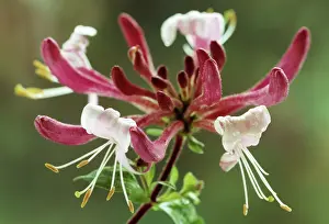 Honeysuckle: Honeysuckle