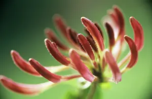 Honeysuckle: Honeysuckle