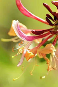 Honeysuckle: Honeysuckle