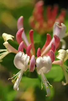 Honeysuckle: Honeysuckle