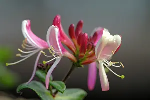 Honeysuckle: Honeysuckle