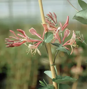 Honeysuckle: Honeysuckle flower