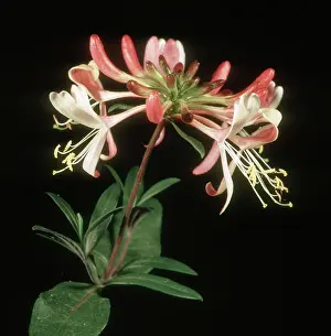Candles: Honeysuckle flowers