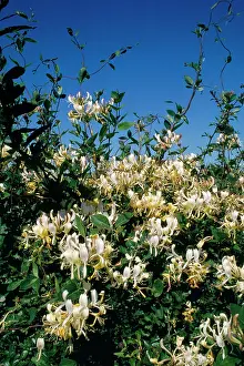 Honeysuckle: Honeysuckle - in hedge