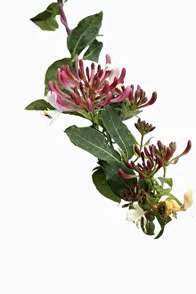 Honeysuckle: Honeysuckle, Lonicera cultivar, Red subject, White