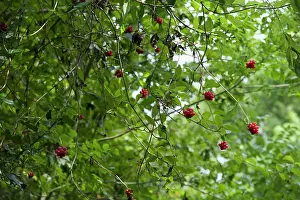 Clusters: Honeysuckle, Lonicera periclymenum, Clusters of