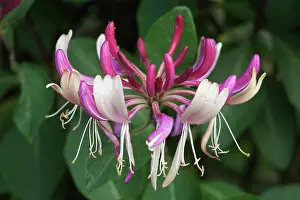 Crazy: Honeysuckle, Lonicera periclymenum Serotina close view of