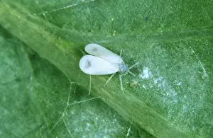 Honeysuckle: Honeysuckle Whitefly