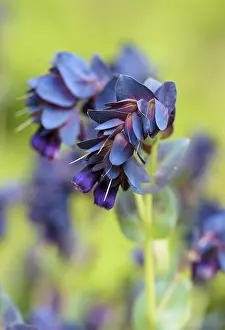 Kiwi: Honeywort Blue Kiwi, Cerinthe major Kiwi Blue