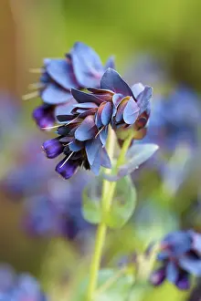 Kiwi: Honeywort Blue Kiwi, Cerinthe major Kiwi Blue