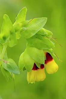 Cerinthe: Honeywort in flower in spring Sardinia, Italy