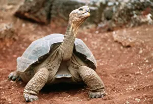 Elephantopus: Hood Island Giant Galapagos TORTOISE