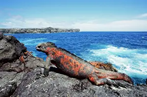 Amblyrhynchus: Hood Island Marine Iguana -on rock, by sea
