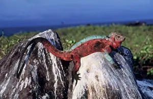 Amblyrhynchus: Hood Island Marine Iguana - on rock