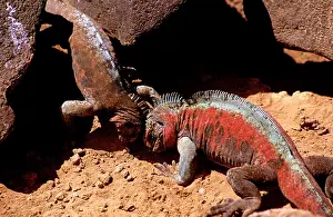 Amblyrhynchus: Hood Island Marine Iguanas - fighting