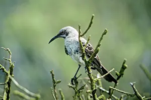 Nesomimus: Hood Island Mockingbird