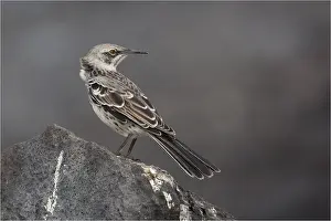 Mockingbirds: Hood Island Mockingbird - Perched on a rock - At