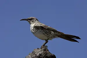 Espanola: Hood Mockingbird
