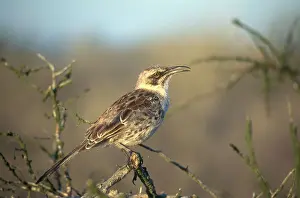 Espanola: Hood Mockingbird