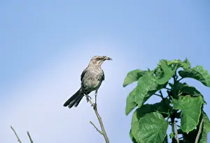 Nesomimus: Hood Mockingbird - Hood (Espanola) island