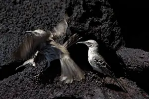 Espanola: Hood Mockingbird territorial squabble