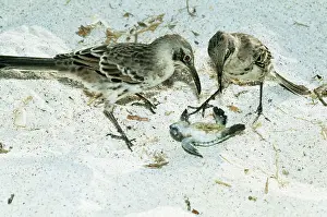 Hood MOCKINGBIRDS - two killing Green Turtle hatchling