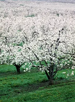 Orchards: Hood River Valley, Oregon