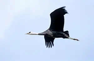 Kyushu: Hooded Crane - In flight