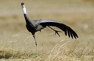 Kyushu: Hooded Crane - Stretching one leg and a wing