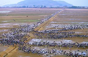 Vipio: Hooded Crane - & White-naped Crane (Grus vipio)