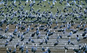 Vipio: Hooded Crane - & White-naped Crane (Grus vipio)