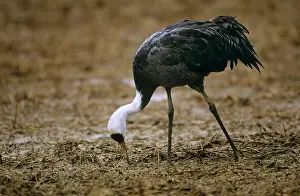 Kyushu: Hooded Crane - wintering bird
