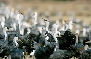 Kyushu: Hooded Crane - Wintering birds