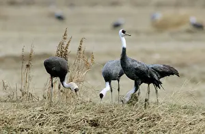 Kyushu: Hooded Crane - Wintering birds feeding