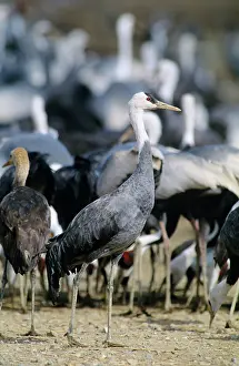 Kyushu: Hooded Crane - Wintering birds feeding