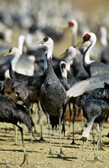 Kyushu: Hooded Crane - Wintering birds feeding