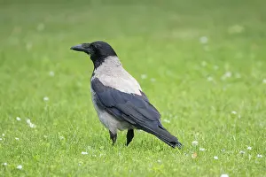 Crow Family: Hooded Crow 14