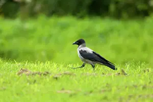 Cornix: Hooded Crow