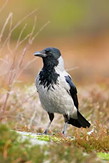 Cornix: Hooded Crow