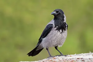 Cornix: Hooded Crow