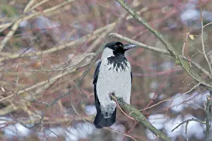 Cornix: Hooded Crow