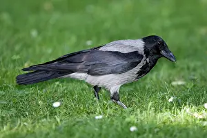 Cornix: Hooded Crow