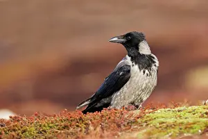 Cornix: Hooded Crow