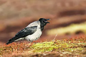 Cornix: Hooded Crow