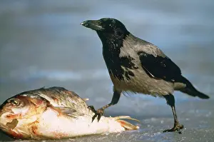 Cornix: Hooded CROW