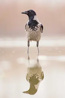 Bacs: Hooded Crow